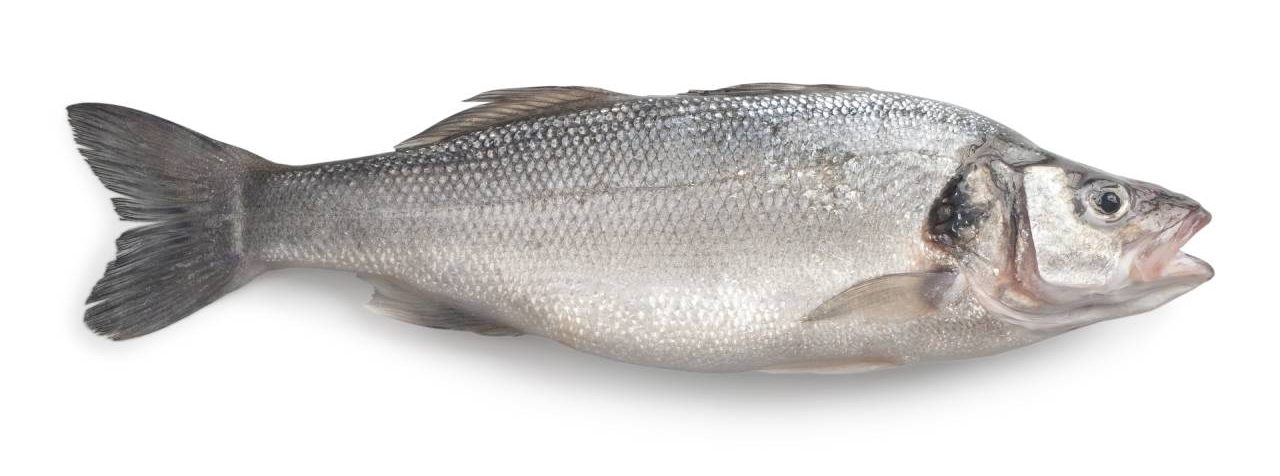 Sea Bass Fish