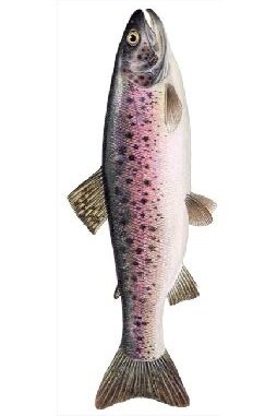 Salmon Trout