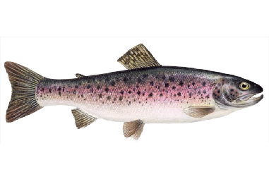 salmon-trout-oncorhynchus-mykiss/