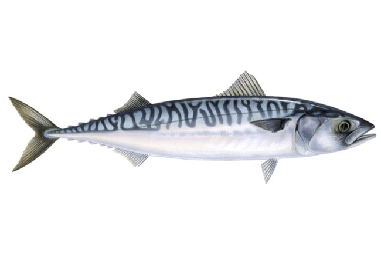 mackerel-scomber-scombrus