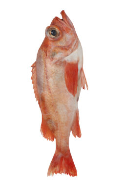 Atlantic Redfish Sebastes marinus