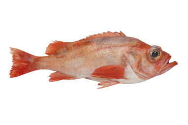 Atlantic Redfish Sebastes marinus