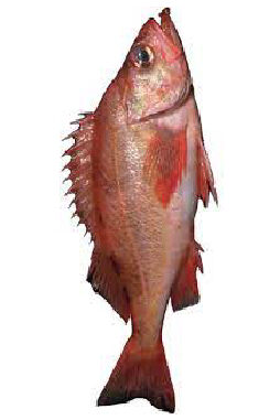 pacific redfish sebastus alutus