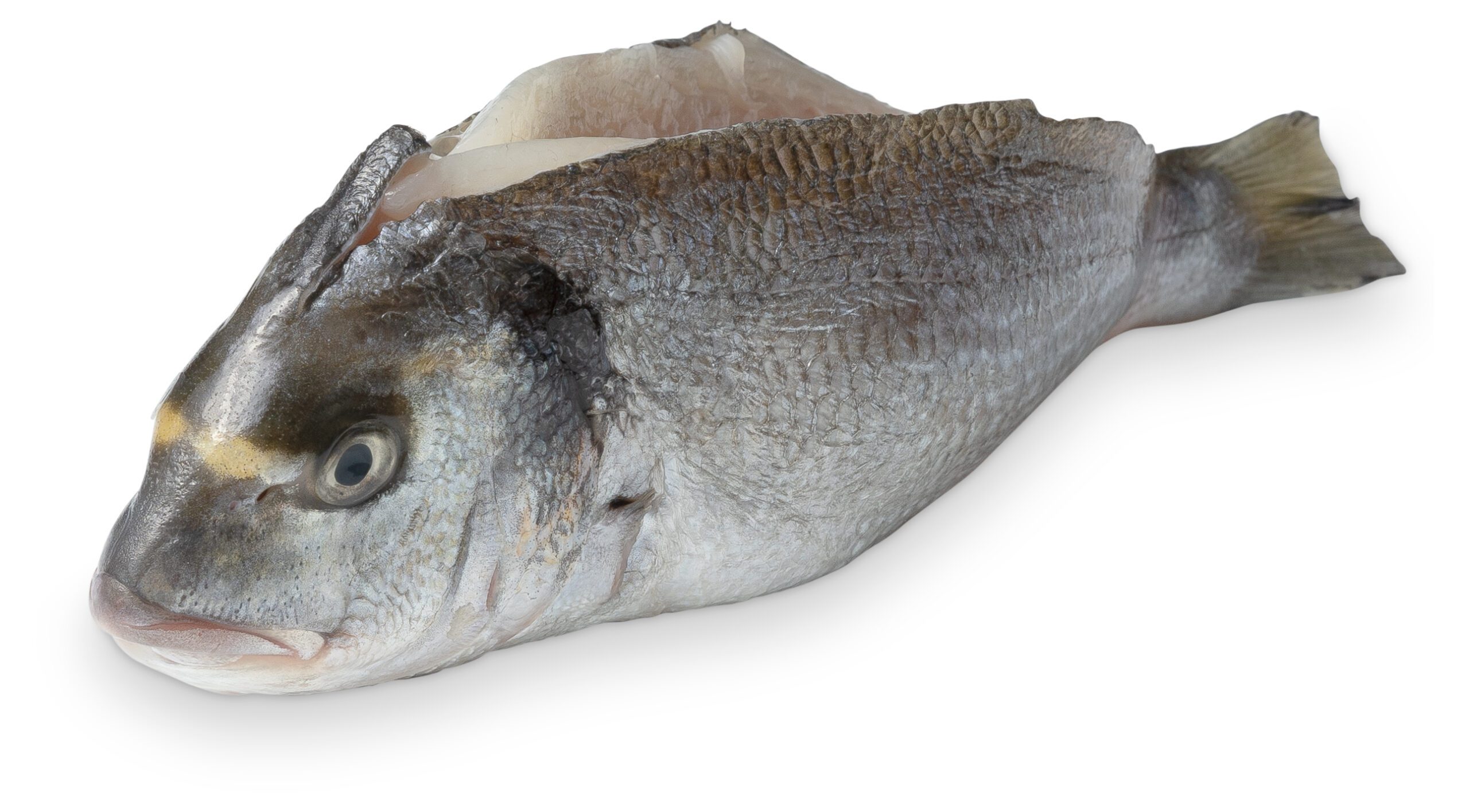 Frozen Sea Bream (Sparus Aurata) - Whole & Fillets | Ant Seafood