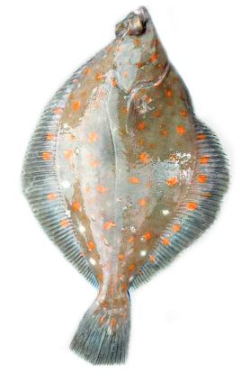 plaice whole